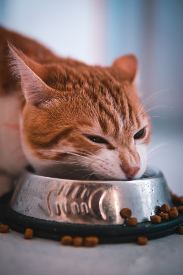 Alimentation chat