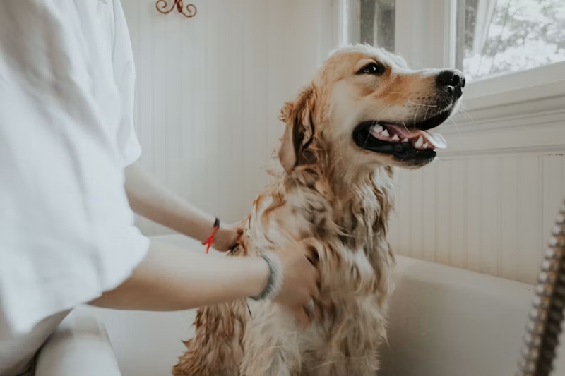 Chien toiletté, propre et souriant