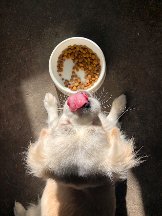 Alimentation chien