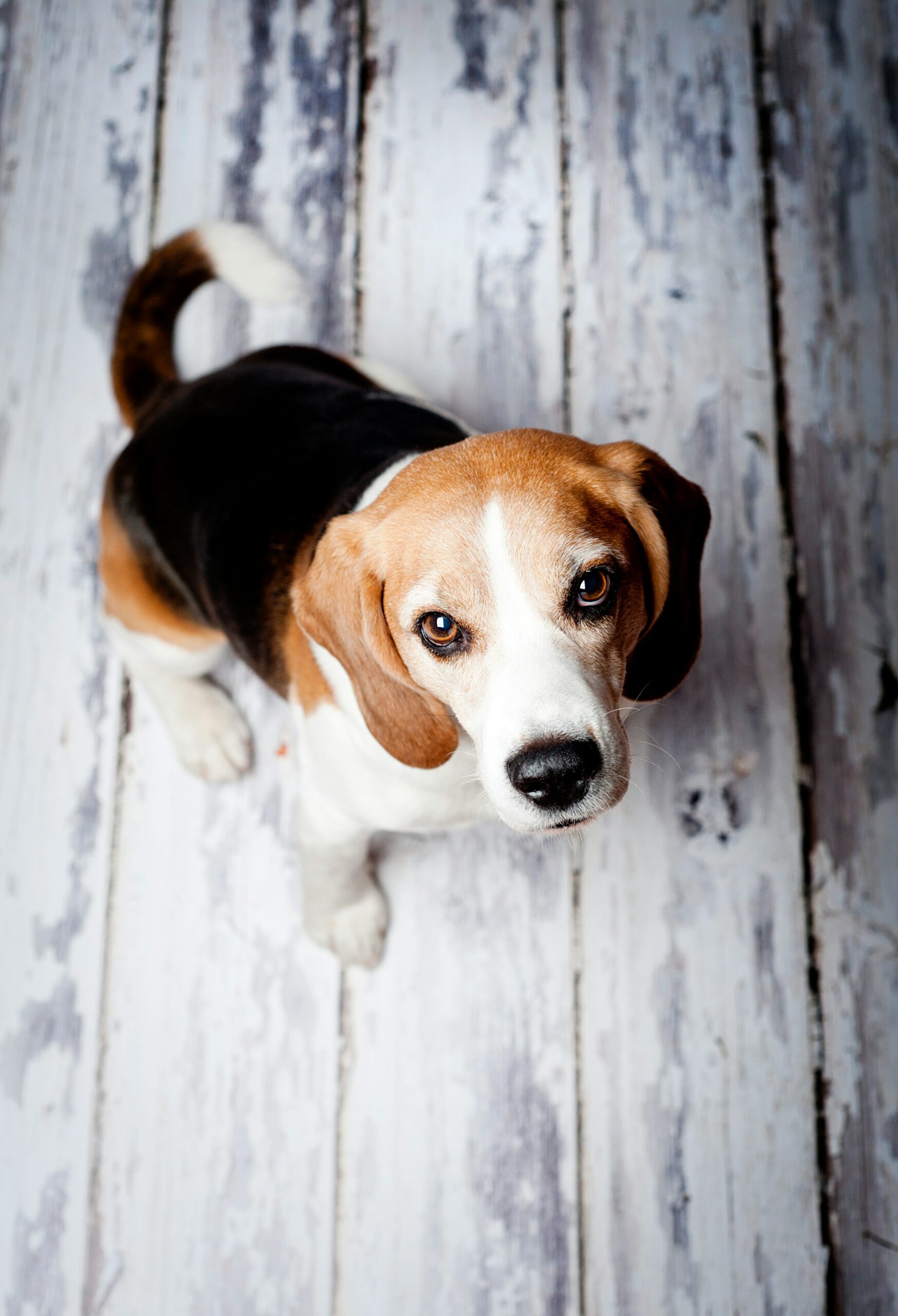 Catégorie de produits chien